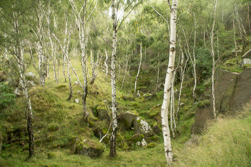 Bolehill Quarry Bolehill Quarry